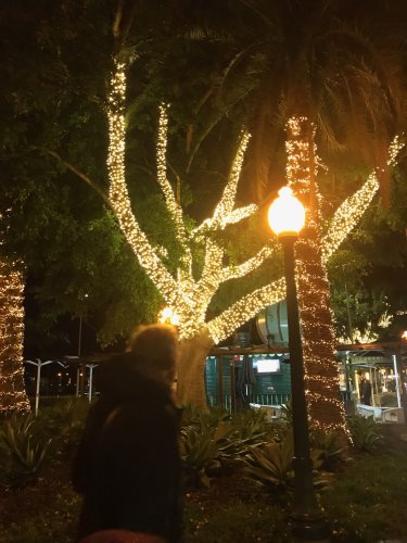 Un arbre illuminé IMG_2831