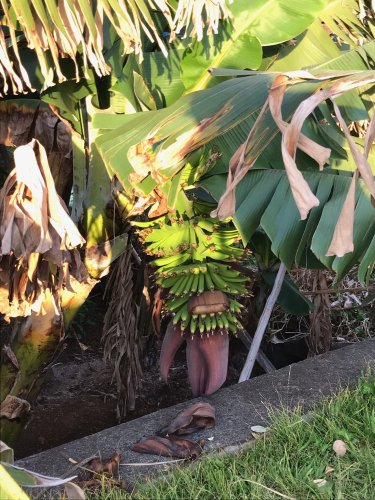 Des petites bananes poussent partout dans l'île IMG_2789